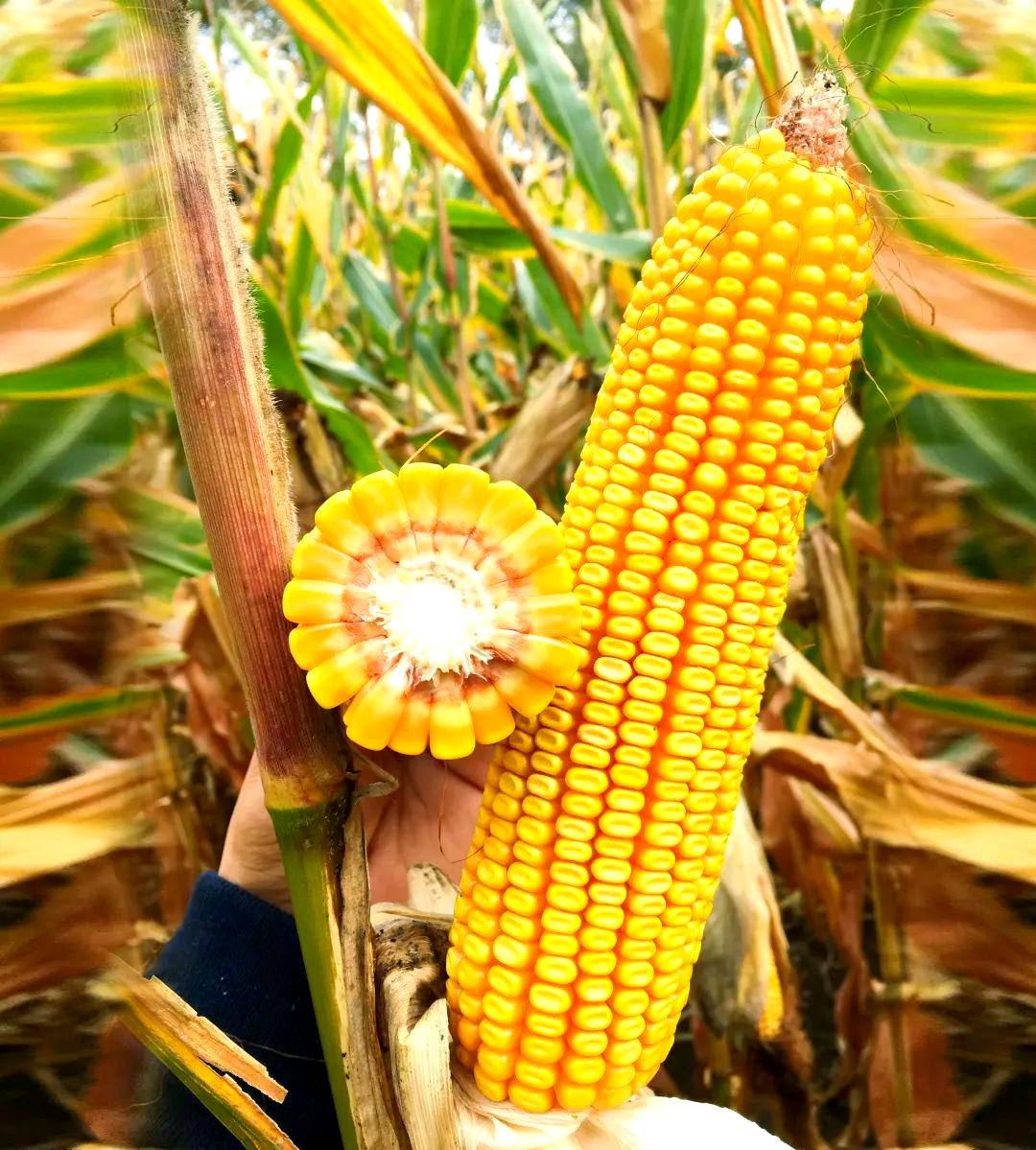 东北大区迪卡玉米品种概览