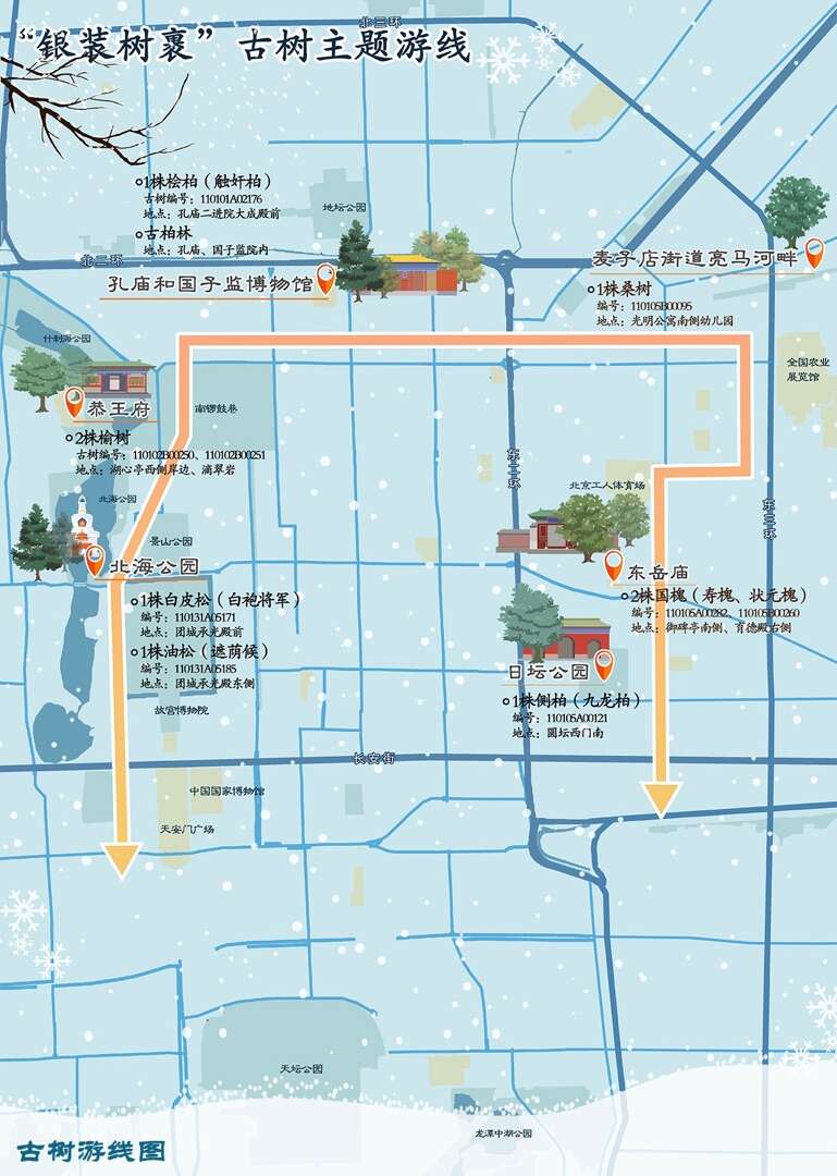 新春漫步古都 邂逅古树之美|锦绣中国年