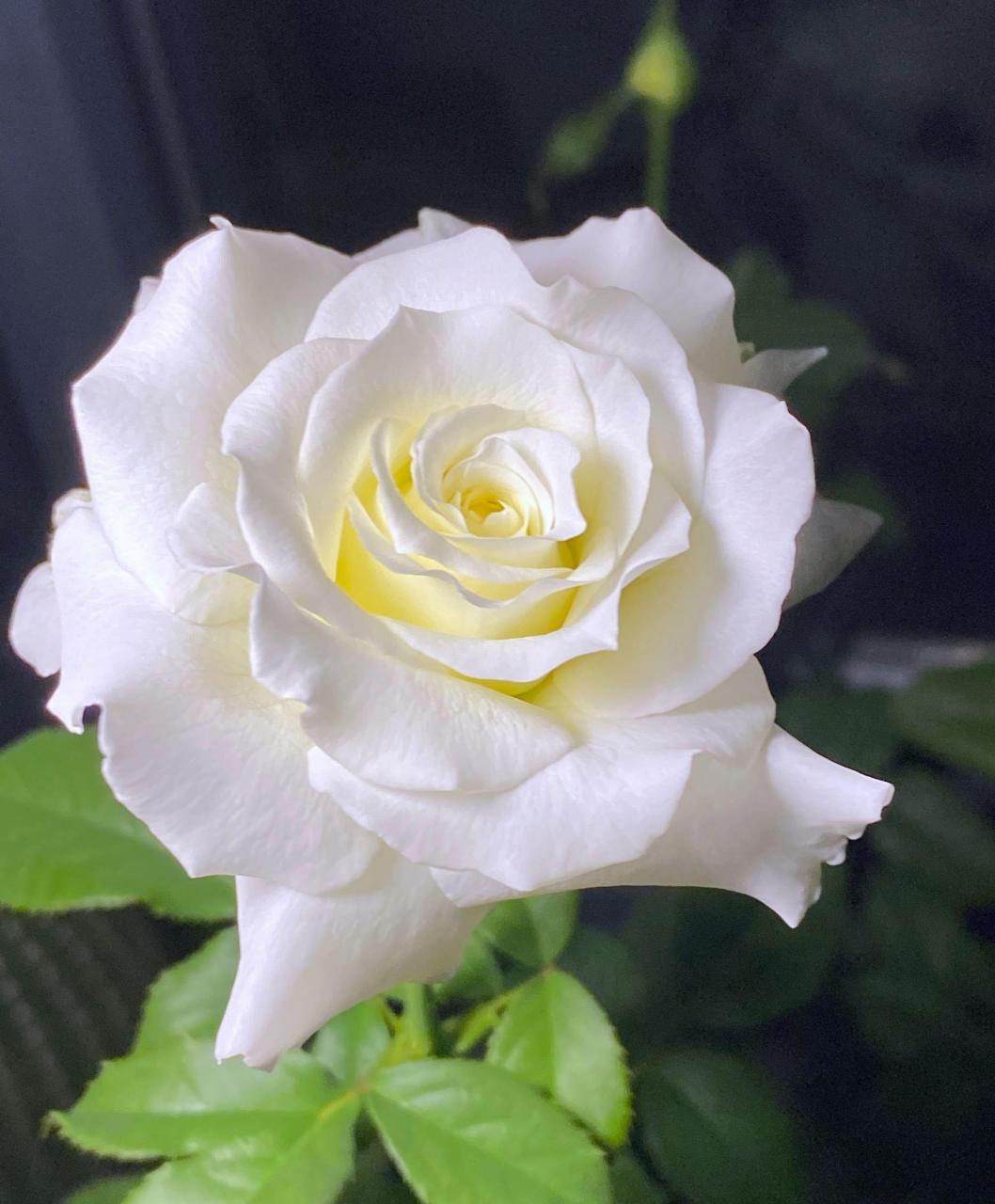 一款近乎"完美"的月季花——保罗二世,灌木,株高1米左右,庭院地栽,阳