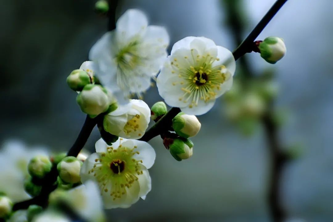 难得一见的绿梅盛放杨浦公园