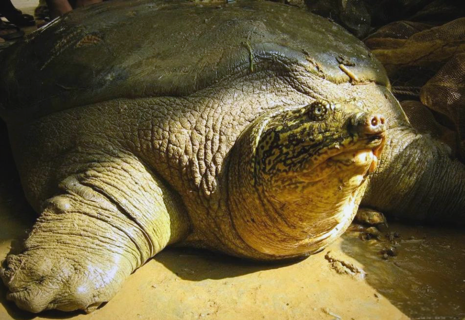 斑鳖:一种极度濒危的龟鳖类动物