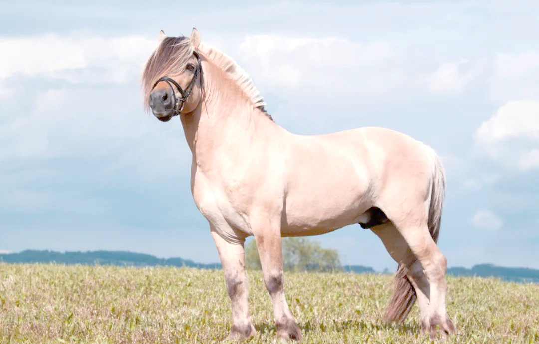 多种知名矮种马介绍