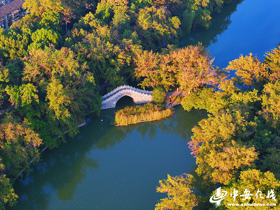 入目皆景!50张美图带你打卡合肥的秋天