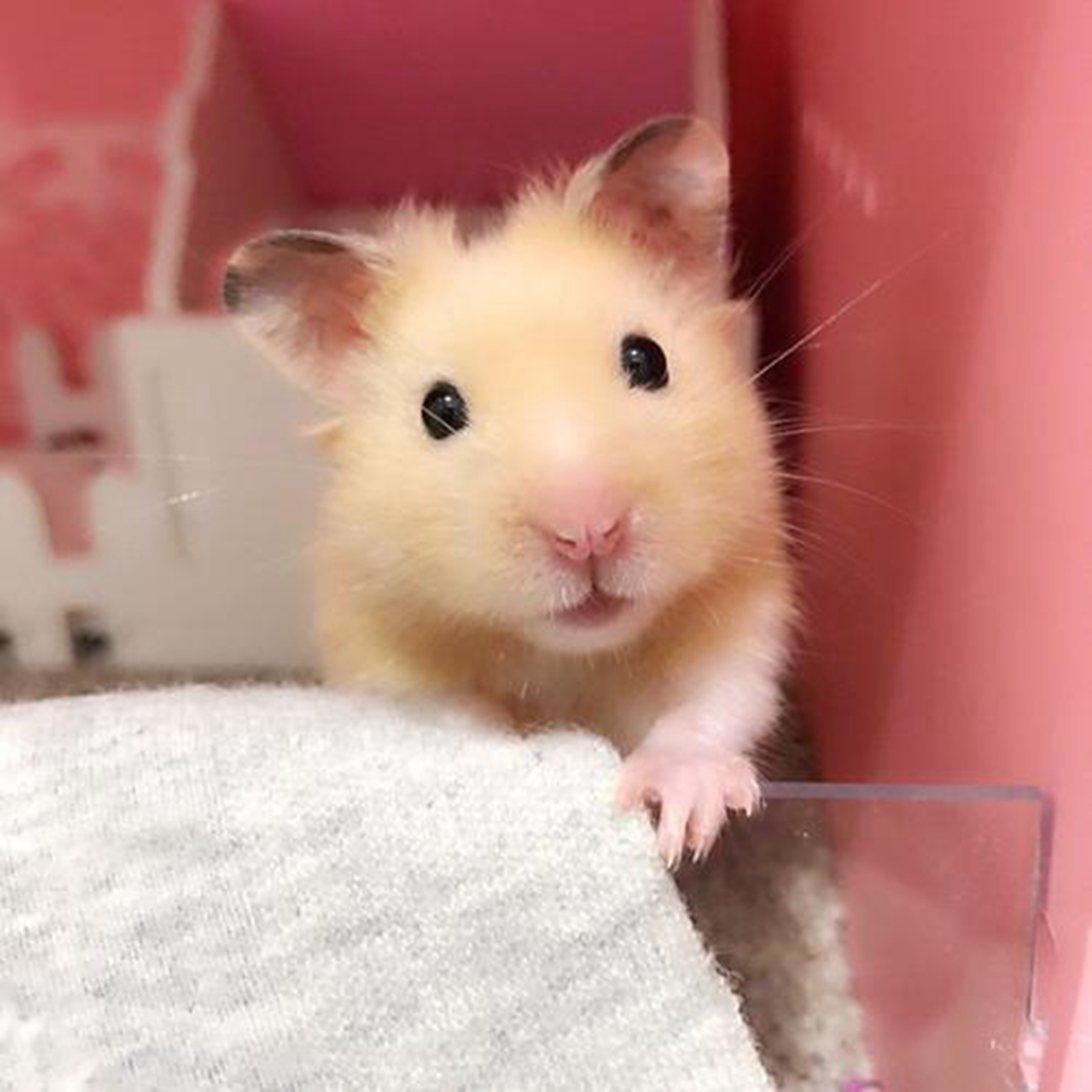 金丝熊可以用水洗澡吗?金丝熊认人吗?