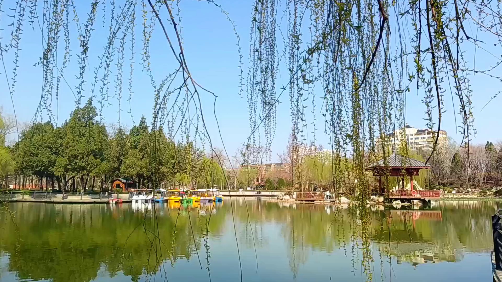 博览组图︱淄博:春景美如画