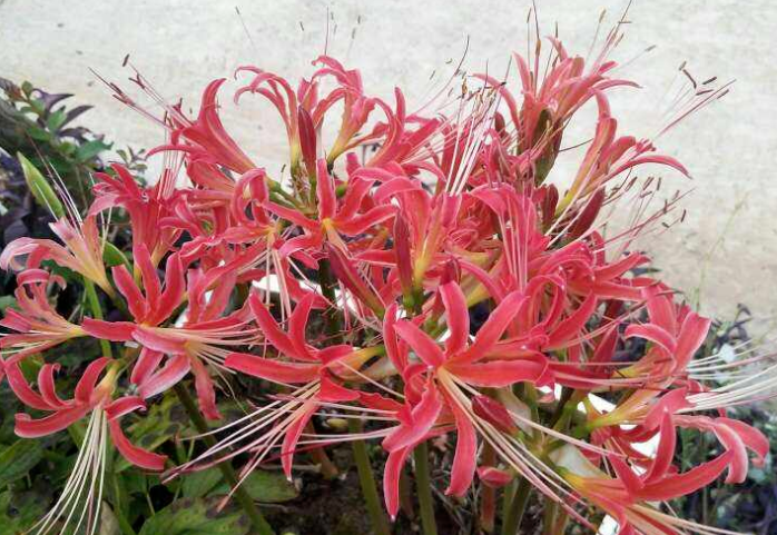 千年开花千年结果的是什么花?