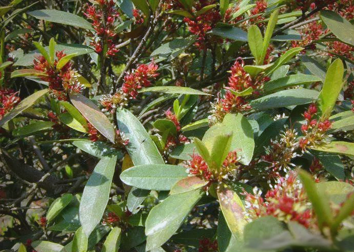 中华蚊母树的独特魅力与多样产地