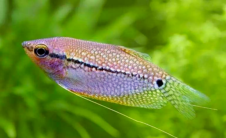 珍珠鱼:热带鱼中的雍容华贵者