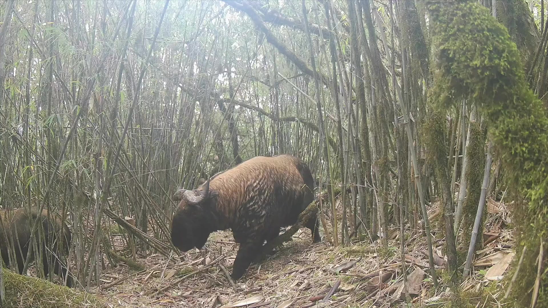云南腾冲:多头一级保护动物贡山羚牛同时"打卡"高黎贡山西坡