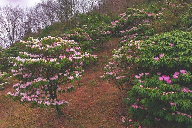 保康:高山云锦杜鹃开 春天转入此中来