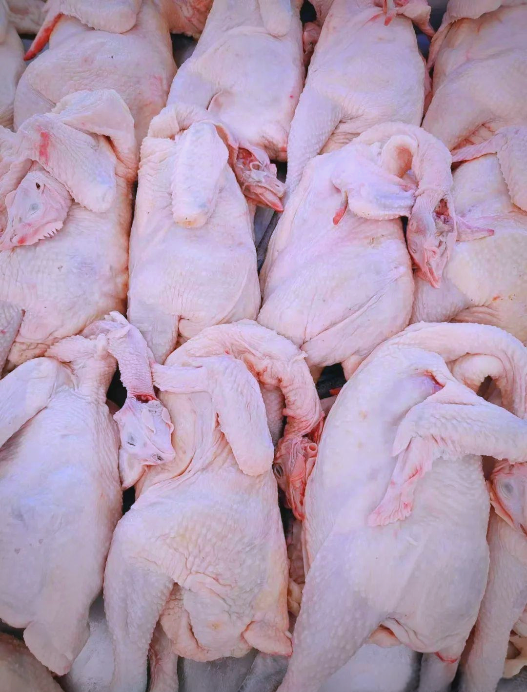 马杨公司提供的鸡肉品种繁多,包括土杂鸡,三黄鸡,乌鸡,蛋鸡,生太鸡