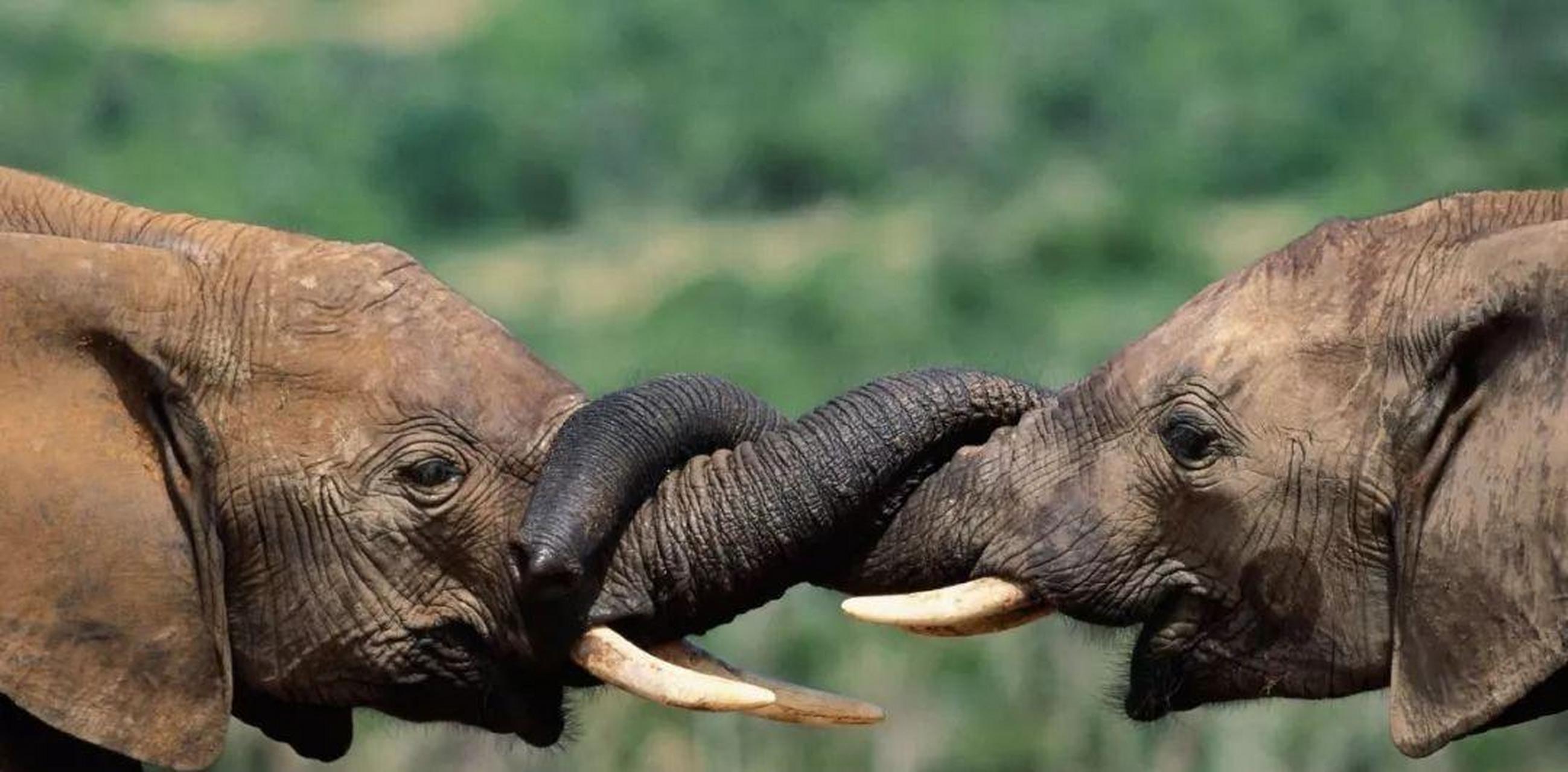 当摄影师发现这头小象时,它的鼻子断裂处的伤口已经愈合,但是断裂的