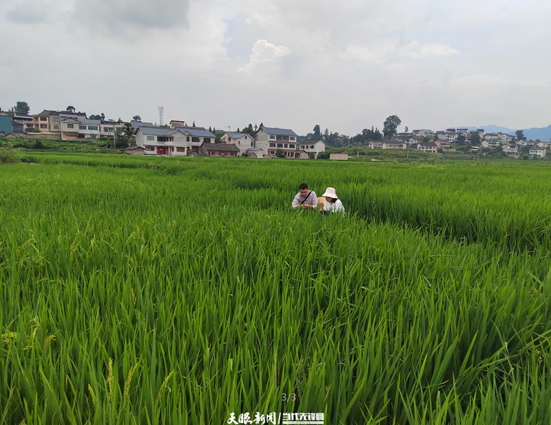 国家水稻产业技术体系贵阳综合试验站科技人员到黄平指导病虫害防治