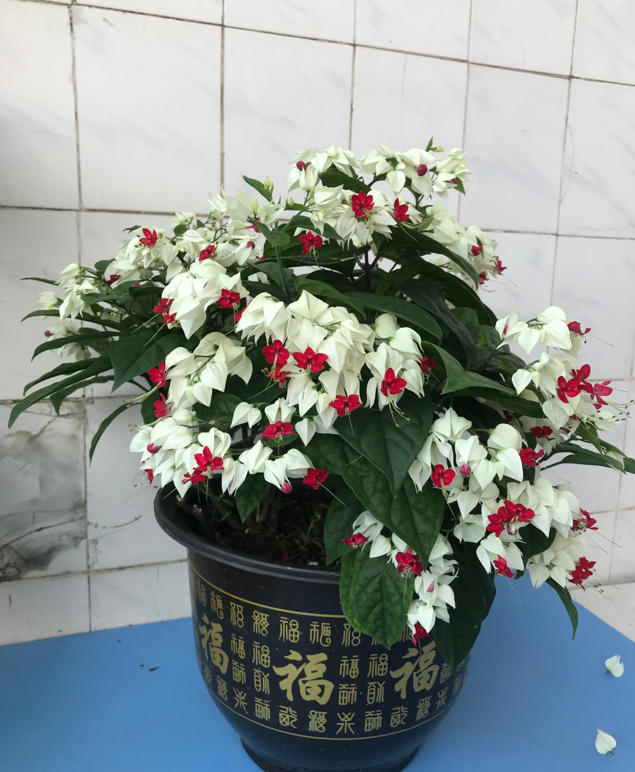 你的阳台还缺花吗?养棵"九龙吐珠"吧,美丽又好养,四季能赏花