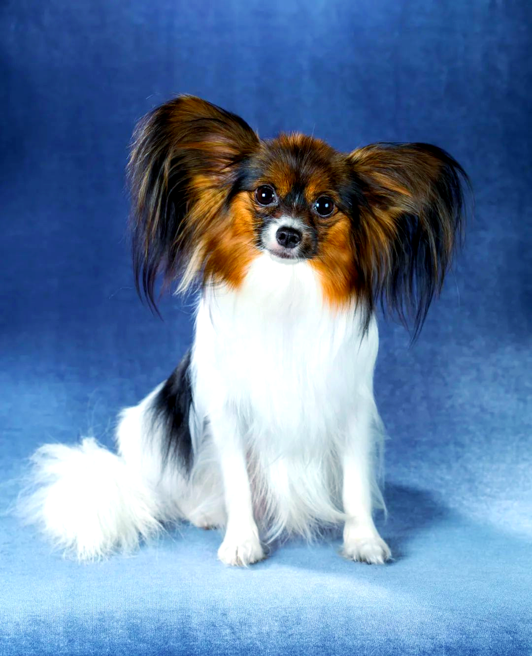 探索蝴蝶犬:了解其温驯,友善的性格与特点