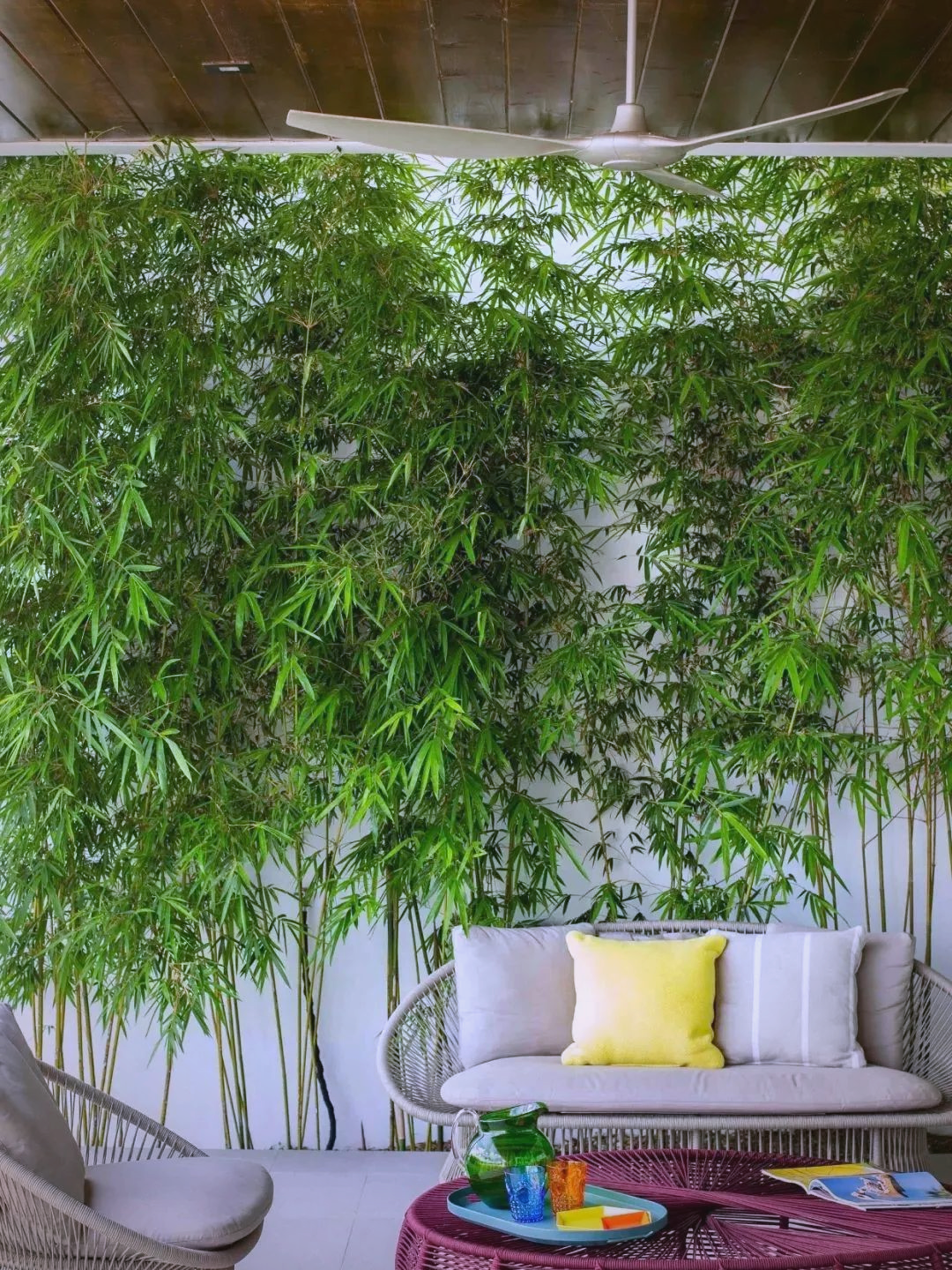 庭院种植的竹子品种推荐