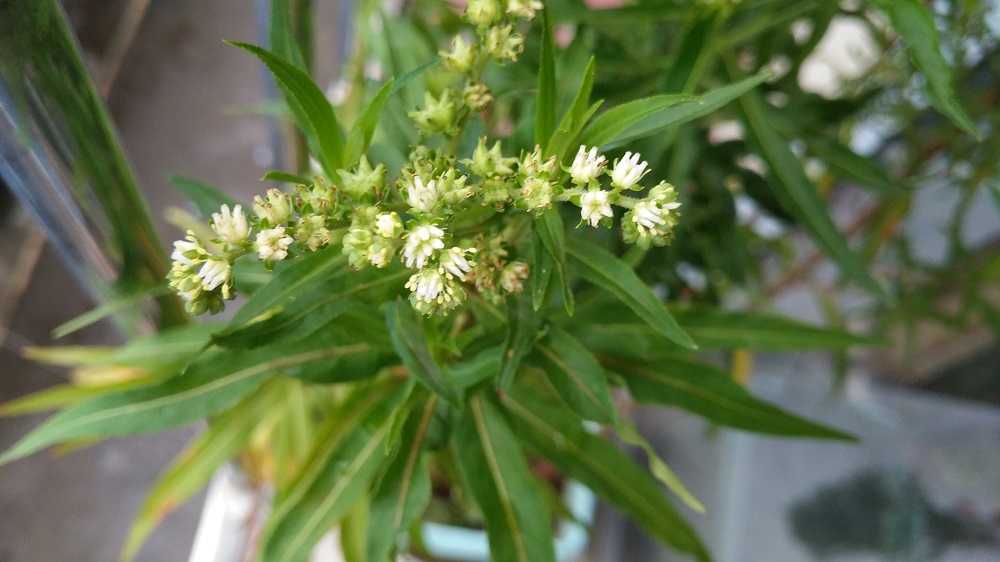 基于复方赶黄草的酒养酒仰养肝护肝蜜丸研究