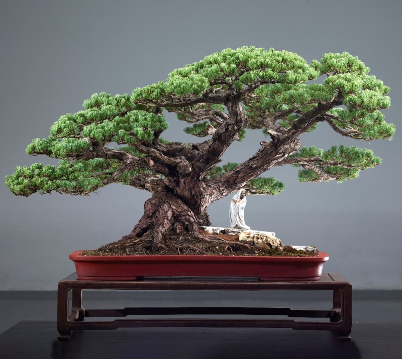 2025中国盆景国际大展,重磅登陆新沂!