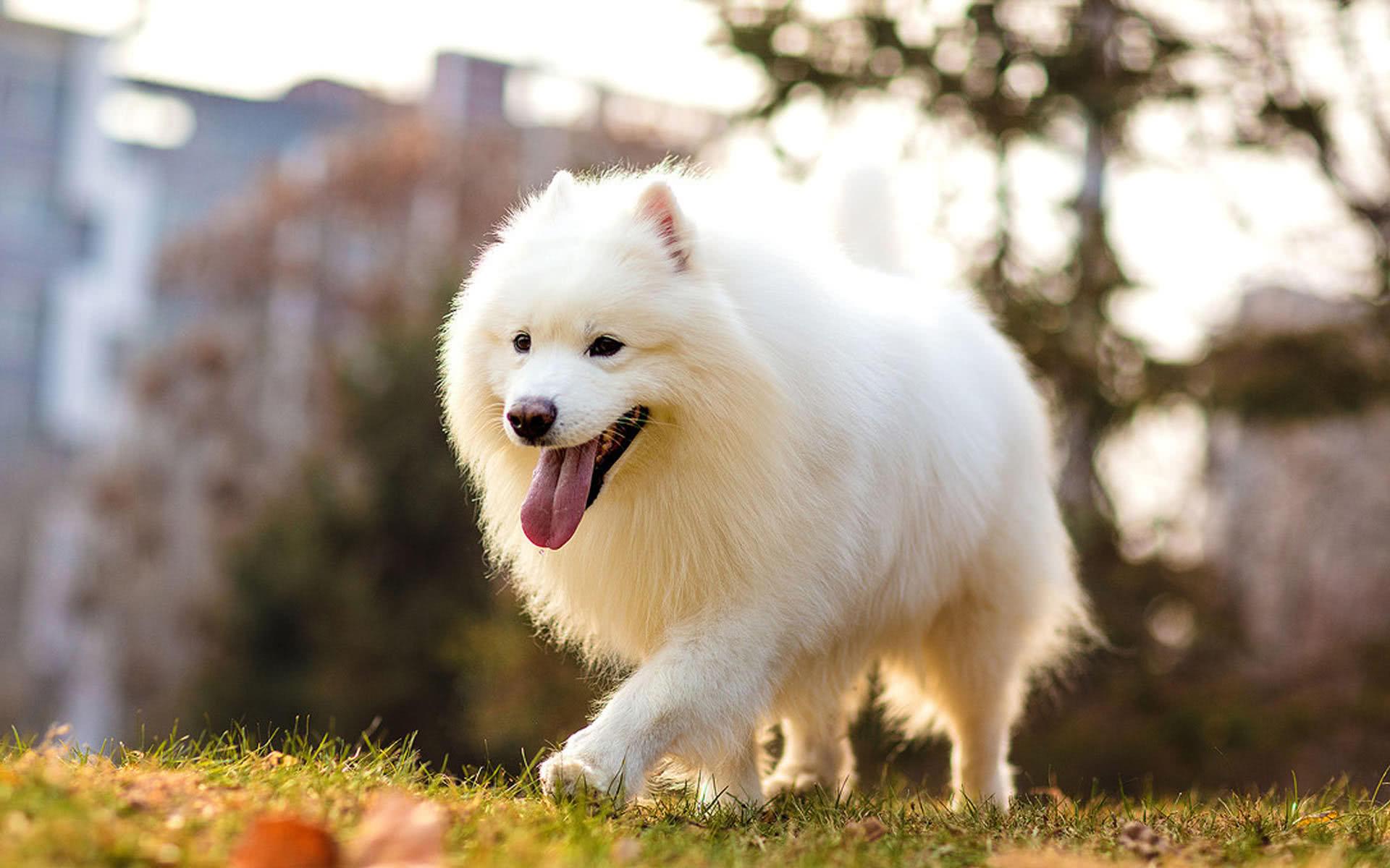 狗狗出现异食癖行为怎么办?4个方法帮助纠正!