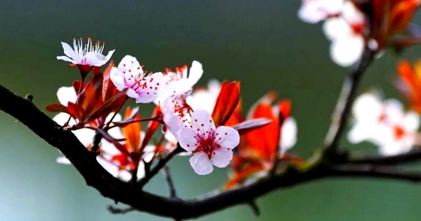 红叶李的花长什么样