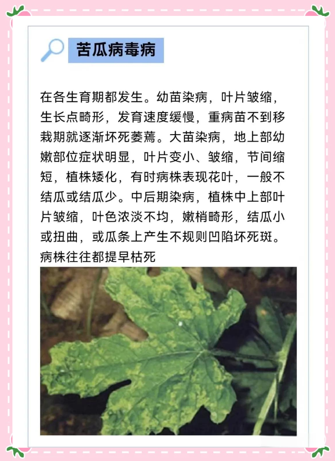 苦瓜多种病害高清图谱及介绍