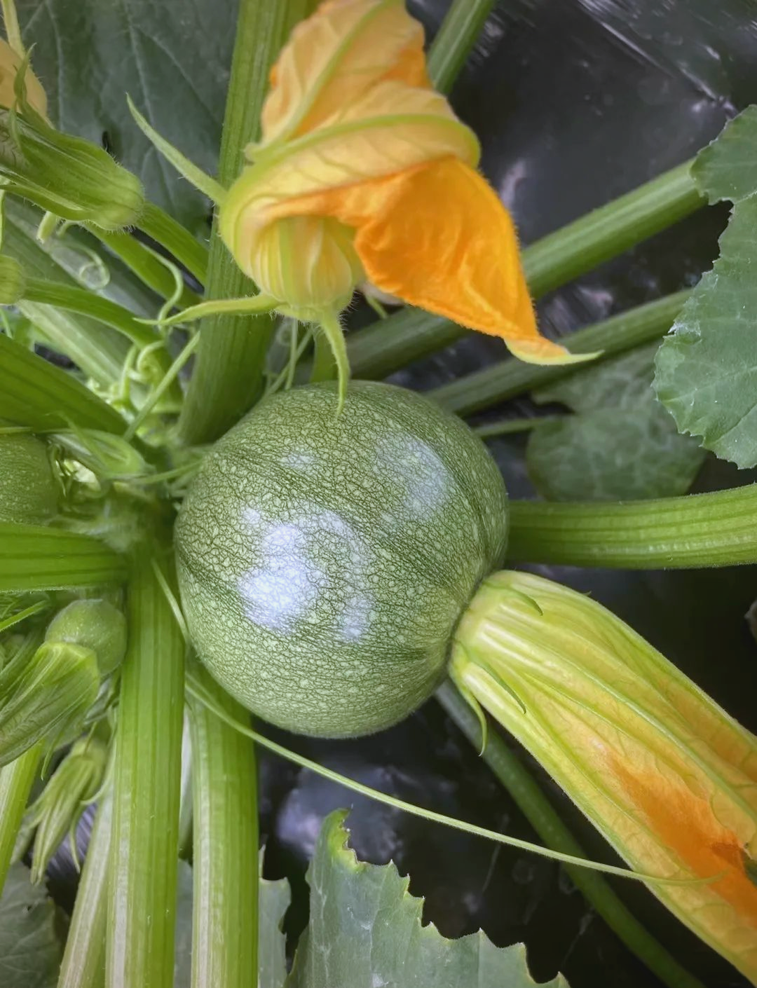 优质小瓜品种推荐,助您实现高收益种植!