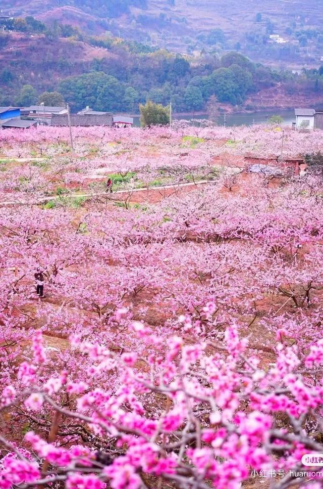 龙泉山桃花杀疯了!6条爆冷门线路这周就冲!