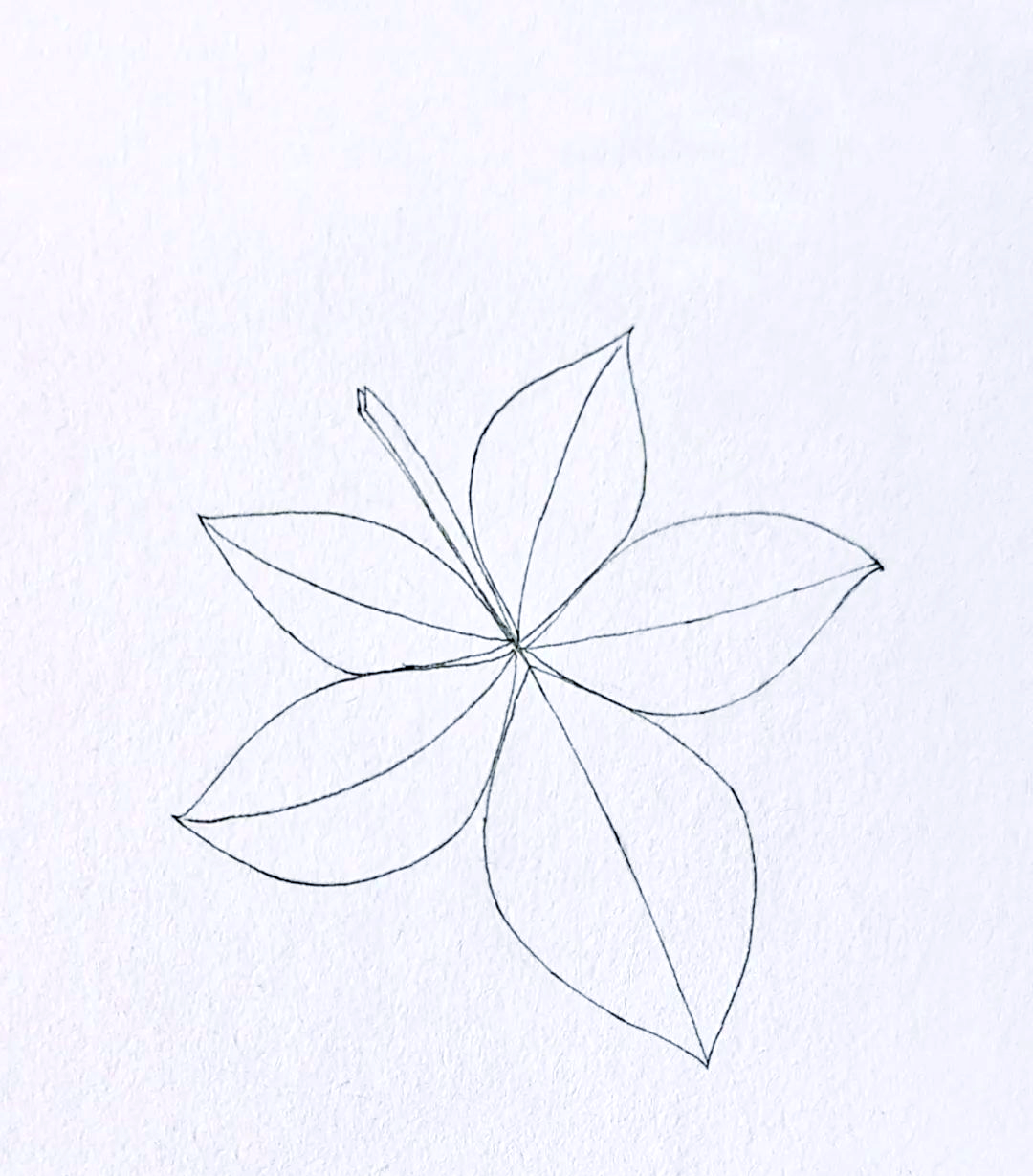 各种叶子的简笔画欣赏与感悟