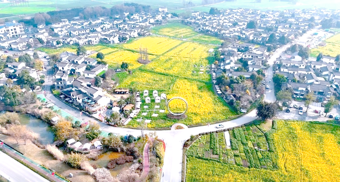 从崇州到道明,油菜花海让你流连忘返