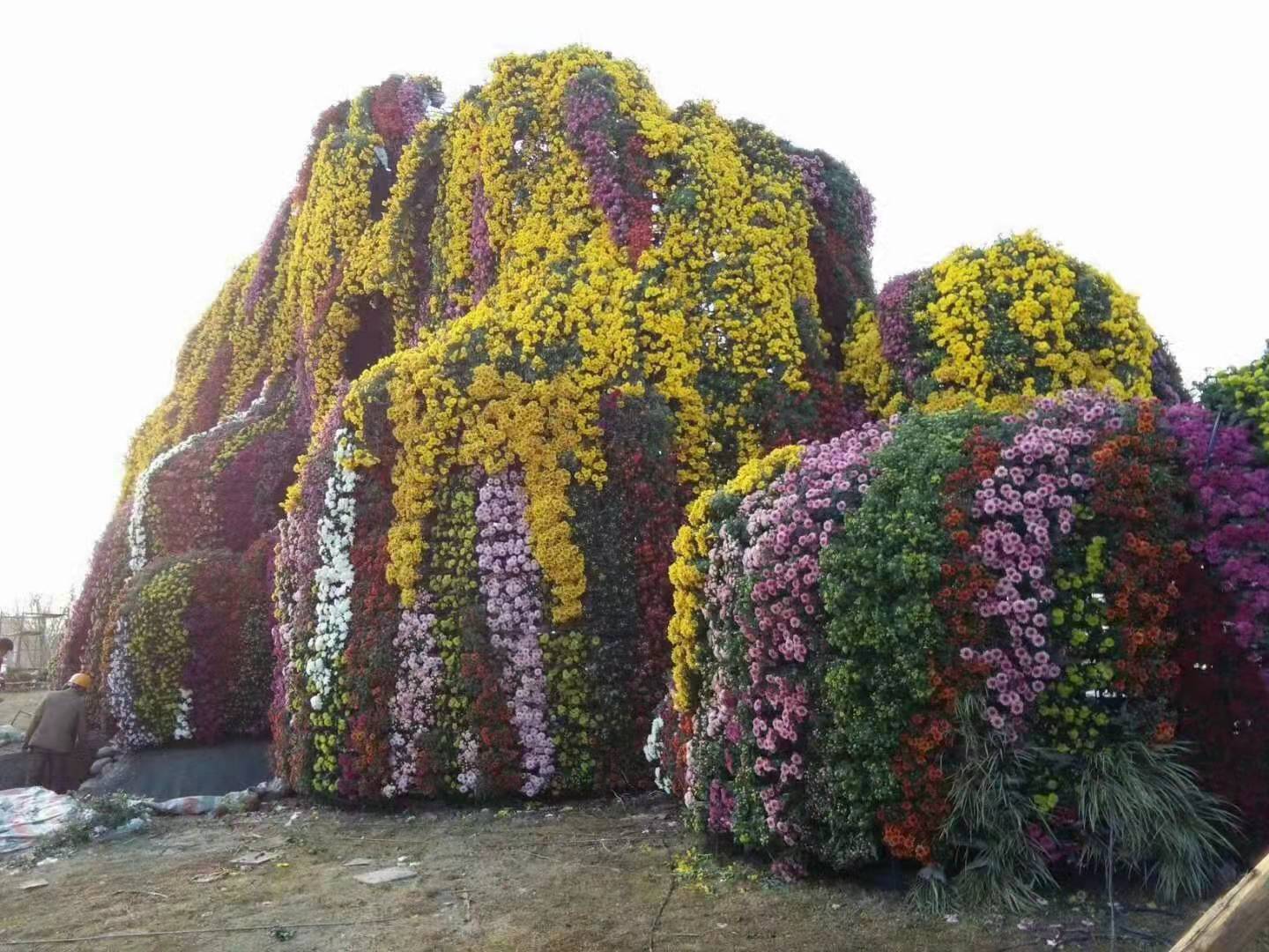 精品菊花,各种菊花造型,绿雕造型