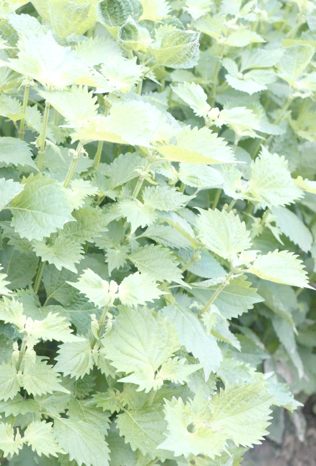 青叶紫苏:从观赏到实用,一年能种两茬的神奇植物