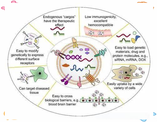 药物代谢动力学:药物在体内从吸收至排泄的全过程