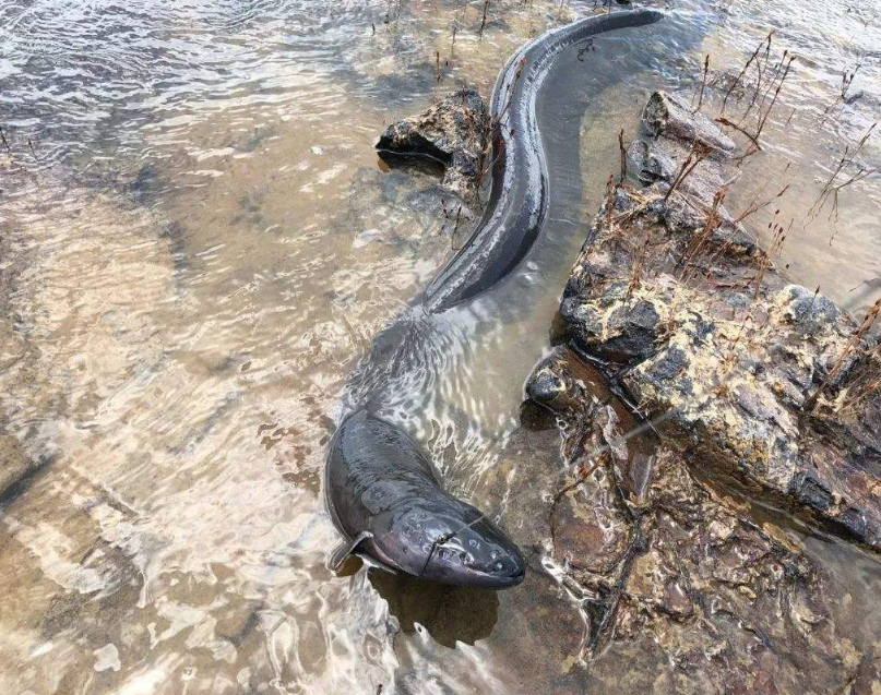 没有天敌生性贪婪,可以击昏野牛,"掌握雷电"的电鳗有多可怕?