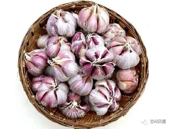 中国国家地理标志产品:民乐紫皮大蒜