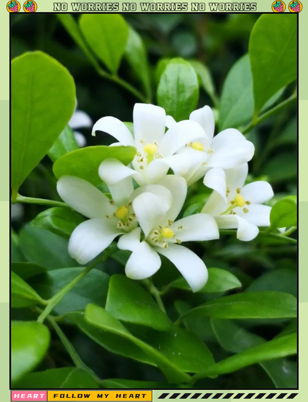 七里香:以香为名的自然之美