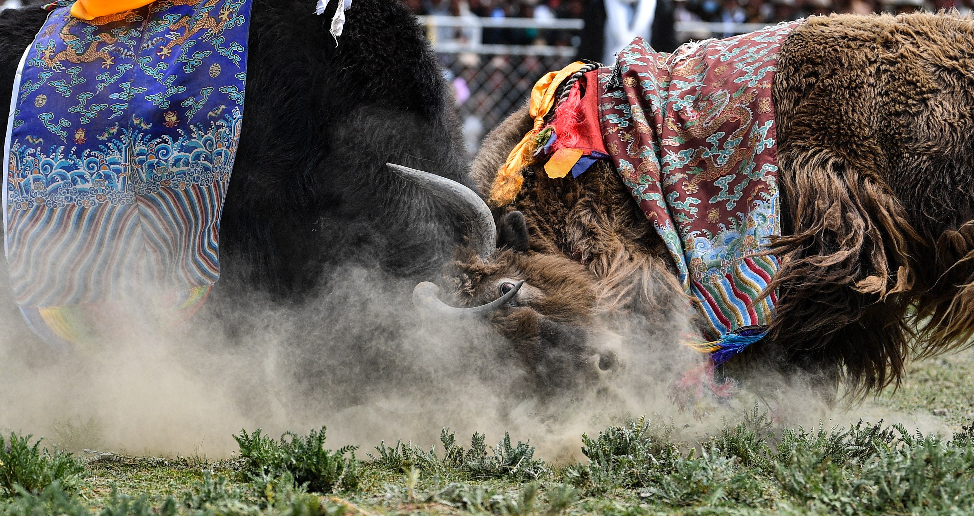 西藏白朗县举行牦牛斗牛比赛