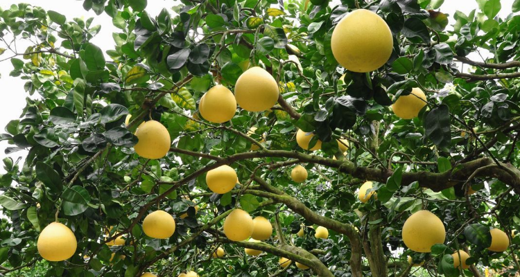 柚子树几年开花结果