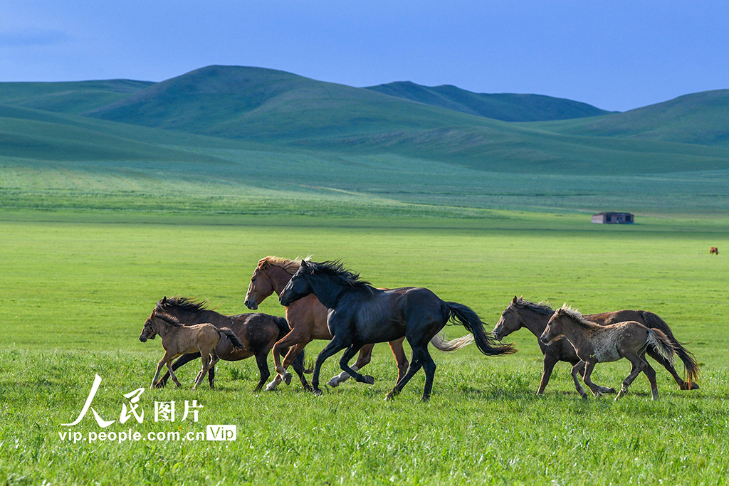 内蒙古额仑草原:水草丰美骏马奔腾