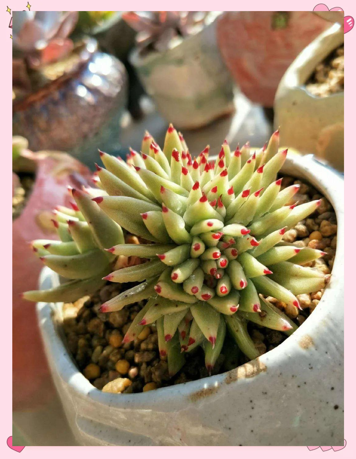 虎鲸多肉:养护指南与品种特点解析