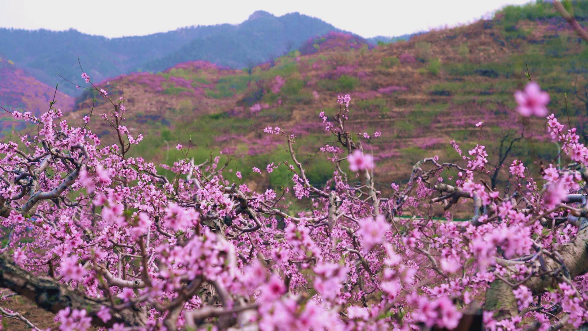 临朐嵩山桃花节图片