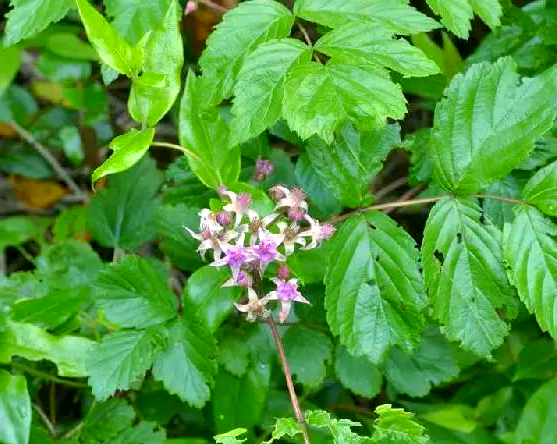 多种常见野生悬钩子类植物介绍