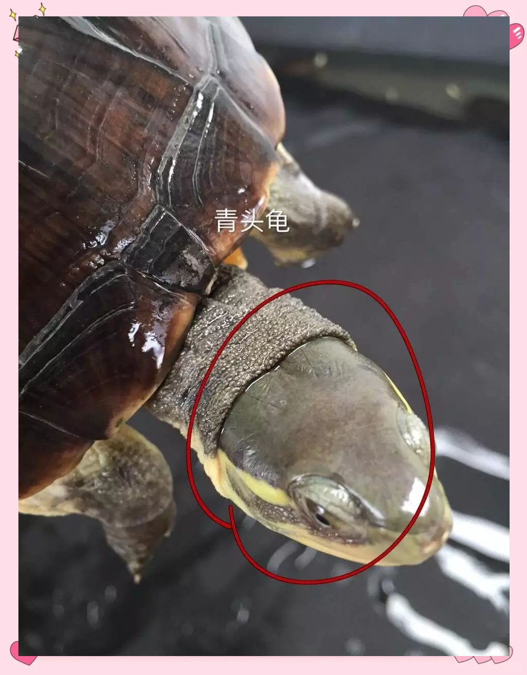 如何区分南北石龟?掌握这些技巧,轻松成为区分行家!