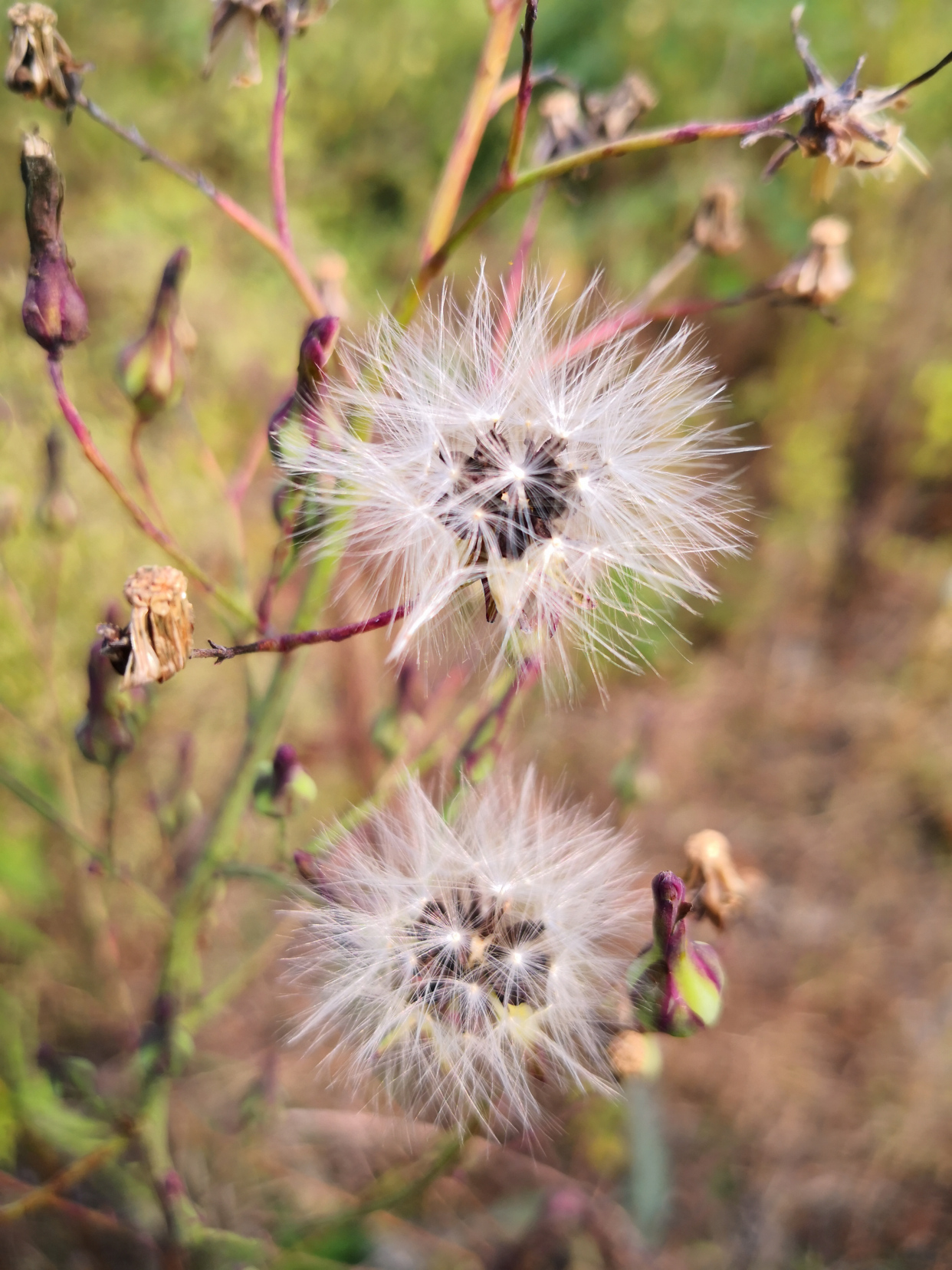 多裂翅果菊的果实
