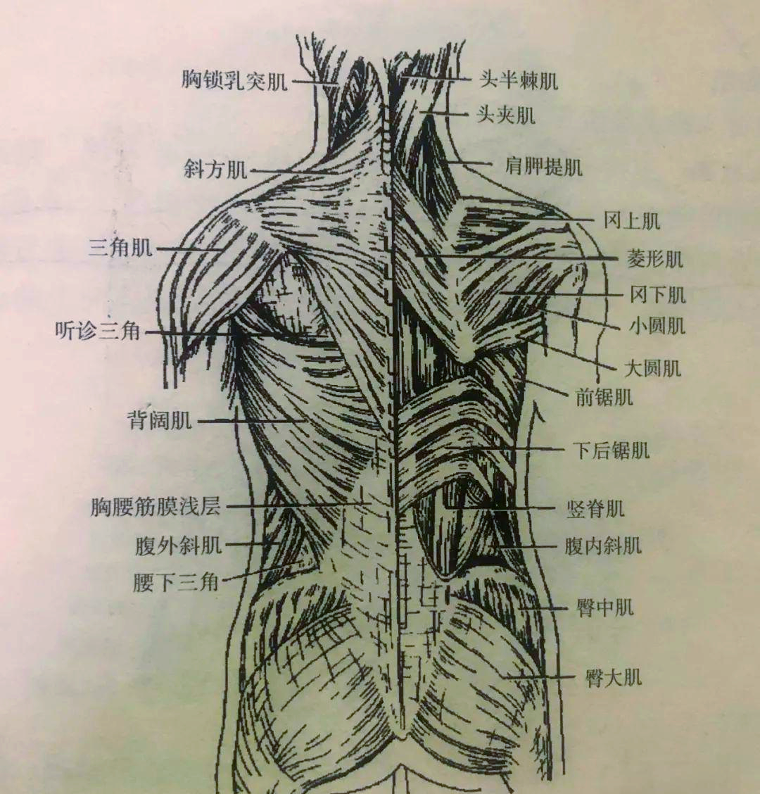深入探索背部肌肉结构与功能及筋膜的作用