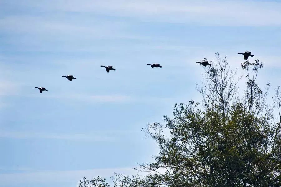 高飞白雁不离群,万里秋山万里云