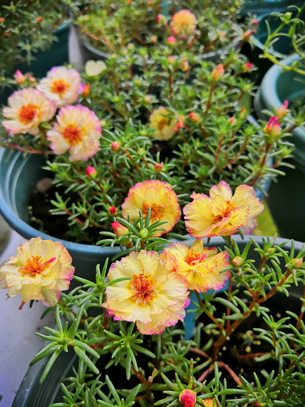 重瓣太阳花,号称"迷你牡丹",花型美艳,花期超长,是盆栽佳品