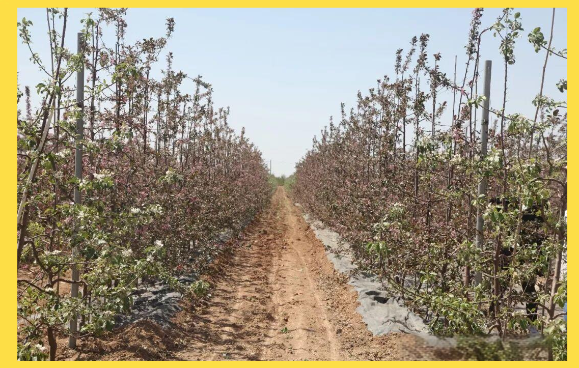 现代矮砧苹果树形培养及高纺缍形优点解析