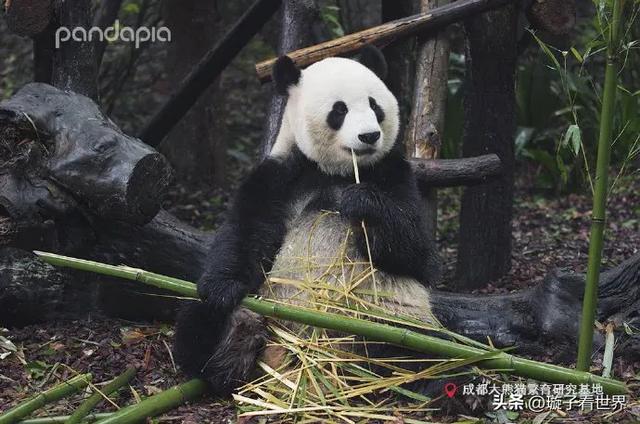 大熊猫龙古家族,一脉单传,成员不多,稳定输出美貌!