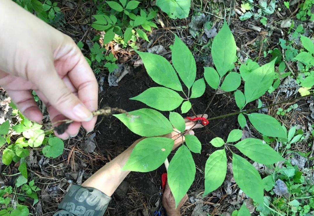 老一辈的人常说千年人参会跑,到底是怎么"跑"的?看完大开眼界