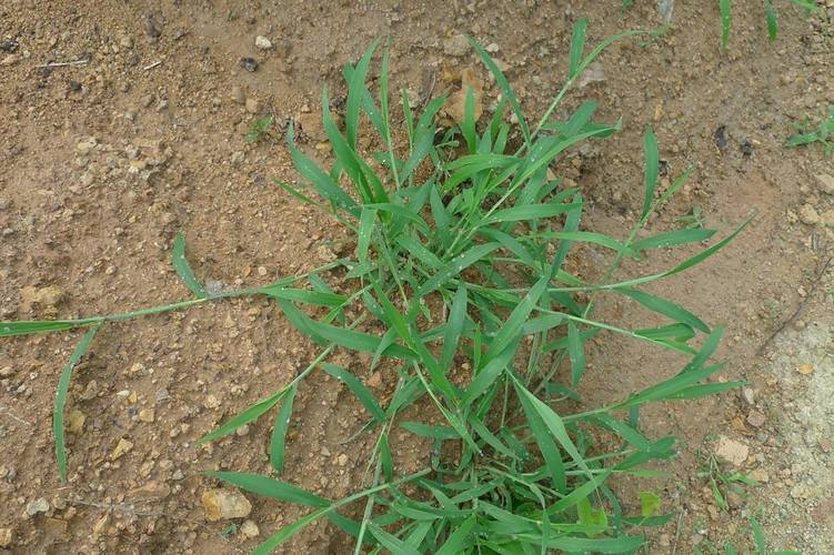 马唐草:从田间杂草到果园珍宝的转变